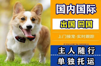 陇南市宠物托运公司陇南市宠物托运公司陇南市宠物托运公司
