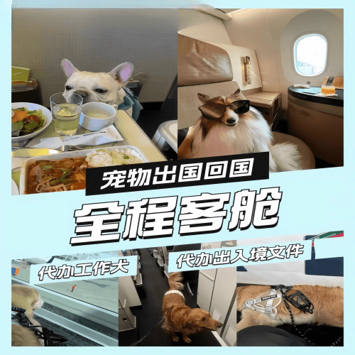 陇南市宠物托运到白俄罗斯宠物入境规定和要求