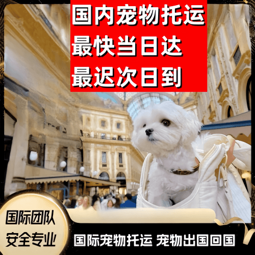 陇南市到澳大利亚（澳洲）宠物入境规定和要求